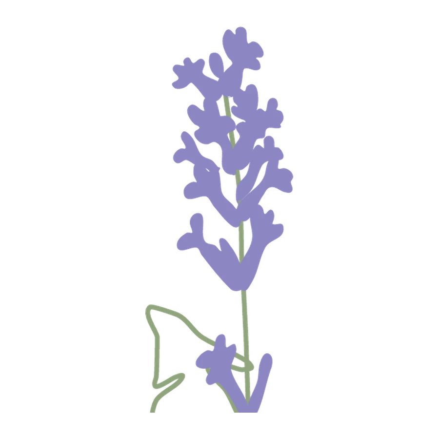 Breitblättriger Lavendel, Stickmotiv der Robinga-Edition